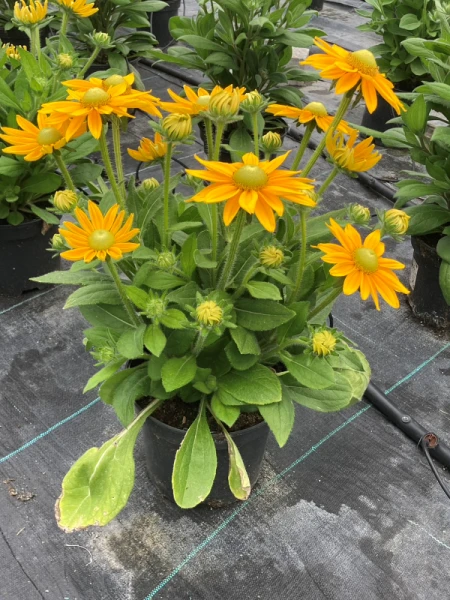 Rudbeckia × hybrida 'Summerdaisy's Golden Sun'