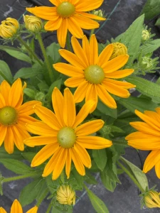 Rudbeckia × hybrida 'Summerdaisy's Golden Sun'
