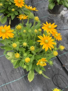 Rudbeckia × hybrida 'Summerdaisy's Golden Sun'