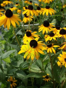 Rudbekia lśniąca 'Goldblitz' -  Rudbeckia fulgida 'Goldblitz'