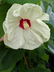 Hibiskus bylinowy 'Nippon White' - Hibiscus moscheutos 'Nippon White'