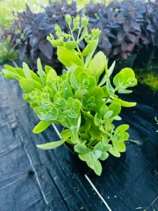 sedumrozchodnik surrender red zielone liście czerwone kwiaty sadzonka bylina w doniczce