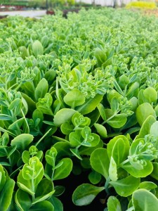 Rozchodnik wielki "Surrender Rose"- Sedum  "Surrender Rose"