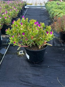 Słonecznica 'Suntropics Hot Pink'