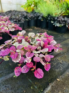 sadzonka dąbrówka burgundy glow bylina wieloletnia liście zielone różowe kremowe