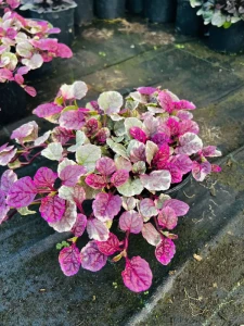 dąbrówka rozłogowa burgundy glow roślina okrywowa sadzonka z kolorowymi liśćmi