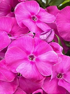 Floks wiechowaty 'Bambini Primadonna'   -  Phlox paniculata 'Bambini Primadonna'
