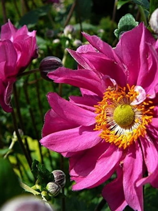 Zawilec mieszańcowy ‘Pamina’ - Anemone  hybrida ‘Pamina’ 