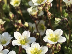 Skalnica Arendsa 'Alba'  -  Saxifraga x arendsii 'Alba'