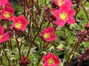 Skalnica Arendsa 'Red Cap' -  Saxifraga x arendsii 'Red Cap' 