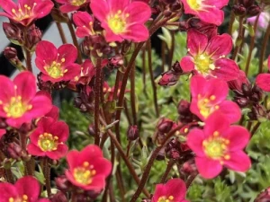IMG_1559.jpeg