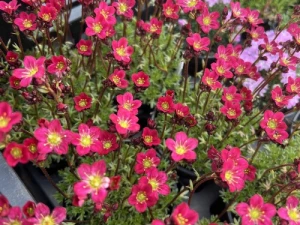 IMG_1560.jpeg