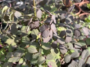 Rutewka orlikolistna 'Ghent Ebony'   -   Thalictrum petaloideum  'Ghent Ebony' 