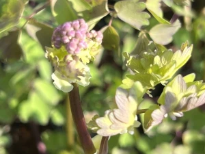 Rutewka orlikolostna 'Nimbus Pink'   -   Thalictrum aquilegifolium 'Nimbus Pink' 