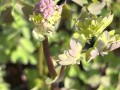 IMG_1570.jpeg