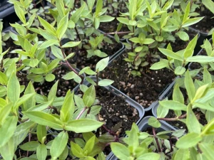 Goryczka 'True Blue'   -  Gentiana  'True Blue'