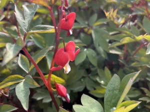 Serduszka okazała 'Valentine'  -  Dicentra spectabilis 'Valentine'  