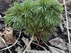 Piwonia delikatna  -  Paeonia tenuifolia