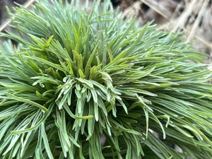 IMG_1634.jpeg