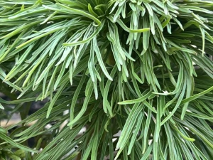 IMG_1633.jpeg