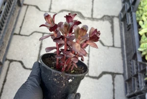 Rozchodnik karpacki 'Touchdown Teak' - Sedum 'Touchdown Teak'