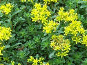 Rozchodnik 'Immergrünchen'  -Sedum hybridum 'Immergrünchen' 