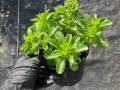 Rozchodnik 'Immergrünchen' -Sedum hybridum 'Immergrünchen' (id: 885)