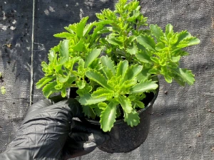 Rozchodnik 'Immergrünchen' -Sedum hybridum 'Immergrünchen' (id: 885)