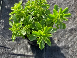 Rozchodnik 'Immergrünchen' -Sedum hybridum 'Immergrünchen' (id: 885)