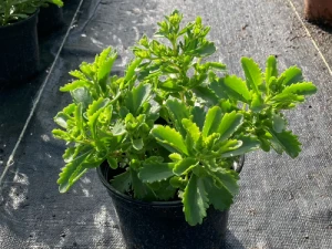 Rozchodnik 'Immergrünchen' -Sedum hybridum 'Immergrünchen' (id: 885)