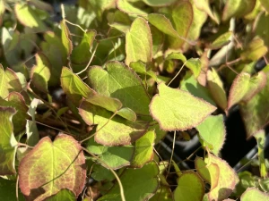 Epimedium wielkokwiatowe 'Lilafee’  -  Epimedium grandiflorum  'Lilafee'
