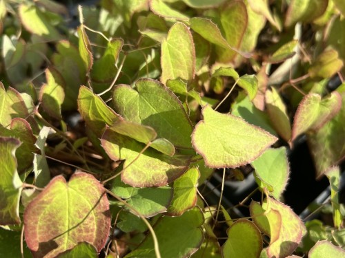 Epimedium wielkokwiatowe 'Lilafee’ - Epimedium grandiflorum 'Lilafee'