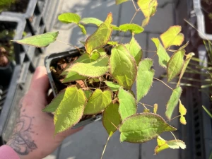 Epimedium wielkokwiatowe 'Lilafee’ - Epimedium grandiflorum 'Lilafee'