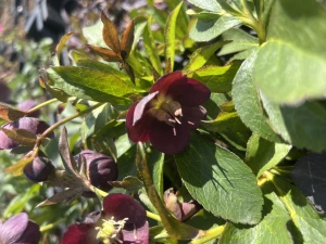 Ciemiernik Glamour 'Elance' - Helleborus Glamour 'Elance'