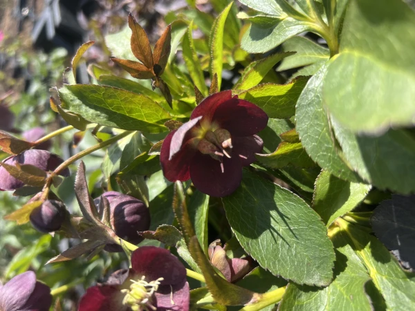 Ciemiernik Glamour 'Elance' - Helleborus Glamour 'Elance'