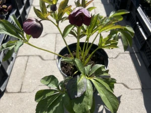 Ciemiernik Glamour 'Elance' - Helleborus Glamour 'Elance'