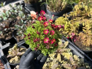 Skalnica Arendsa ' Flower Carpet' - Saxifraga arendsii 'Flower Carpet