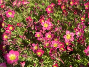 Skalnica Arendsa ' Flower Carpet' - Saxifraga arendsii 'Flower Carpet