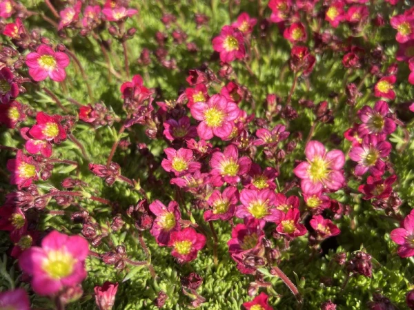 Skalnica Arendsa ' Flower Carpet' - Saxifraga arendsii 'Flower Carpet