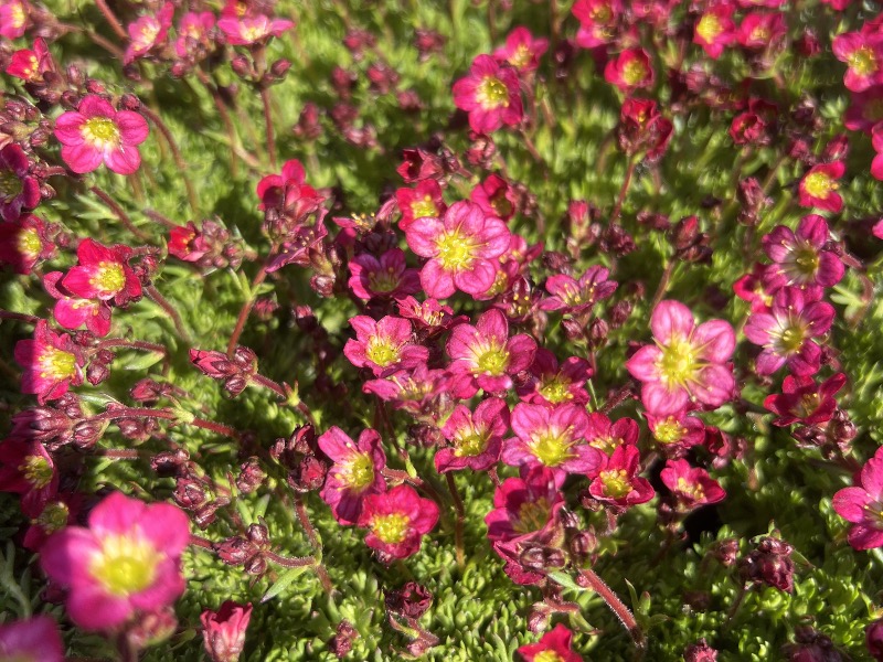 Skalnica Arendsa ' Flower Carpet'  -  Saxifraga arendsii 'Flower Carpet 