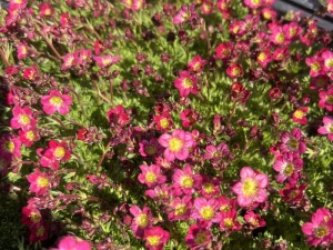 Skalnica Arendsa ' Flower Carpet' - Saxifraga arendsii 'Flower Carpet