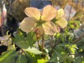 IMG_1775.jpeg