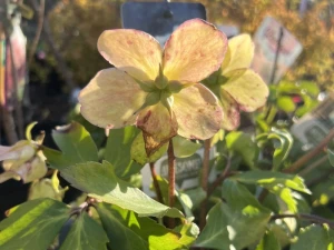 Ciemiernik Glamour 'Bijoux'  -  Helleborus  Glamour 'Bijoux