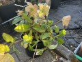 IMG_1779.jpeg