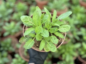 Szałwia omszona 'New Dimension  Rose' - Salvia nemorosa 'New Dimension Rose'