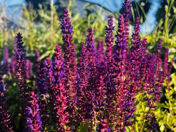 Szałwia omszona 'New Dimension Blue' - Salvia nemorosa 'New Dimension Blue' (id: 982)