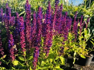 Szałwia omszona 'New Dimension Blue' - Salvia nemorosa 'New Dimension Blue' (id: 982)