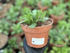 Szałwia omszona 'New Dimension Blue' - Salvia nemorosa 'New Dimension Blue' (id: 982)