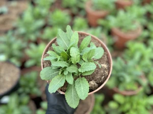 Szałwia omszona 'New Dimension Blue' - Salvia nemorosa 'New Dimension Blue' (id: 982)