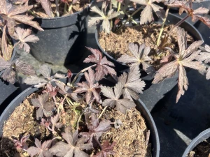 Bodziszek plamisty 'Espresso' - Geranium maculatum 'Espresso'